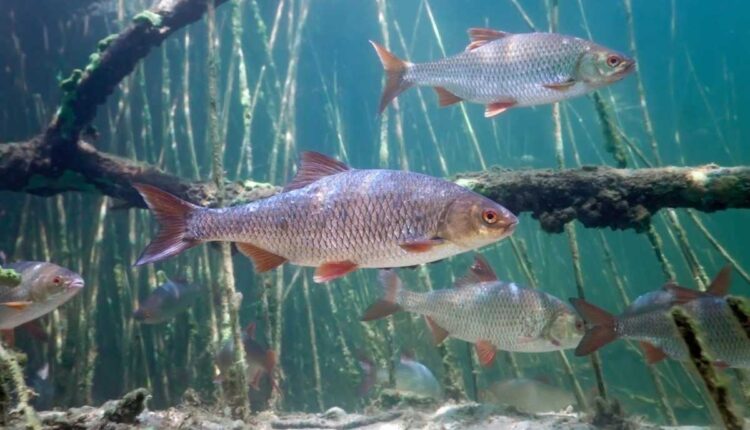 Conheça os Principais Peixes de Água Doce do Brasil