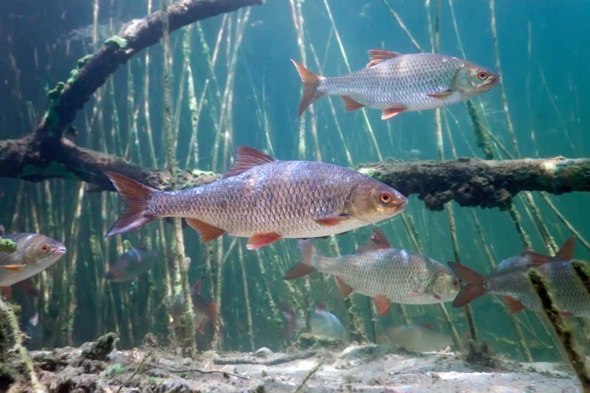 Conheça os Principais Peixes de Água Doce do Brasil