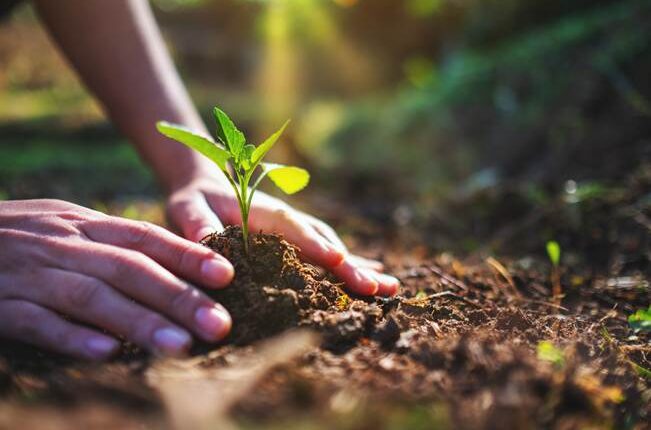 Sustentabilidade na Produção de Algodão